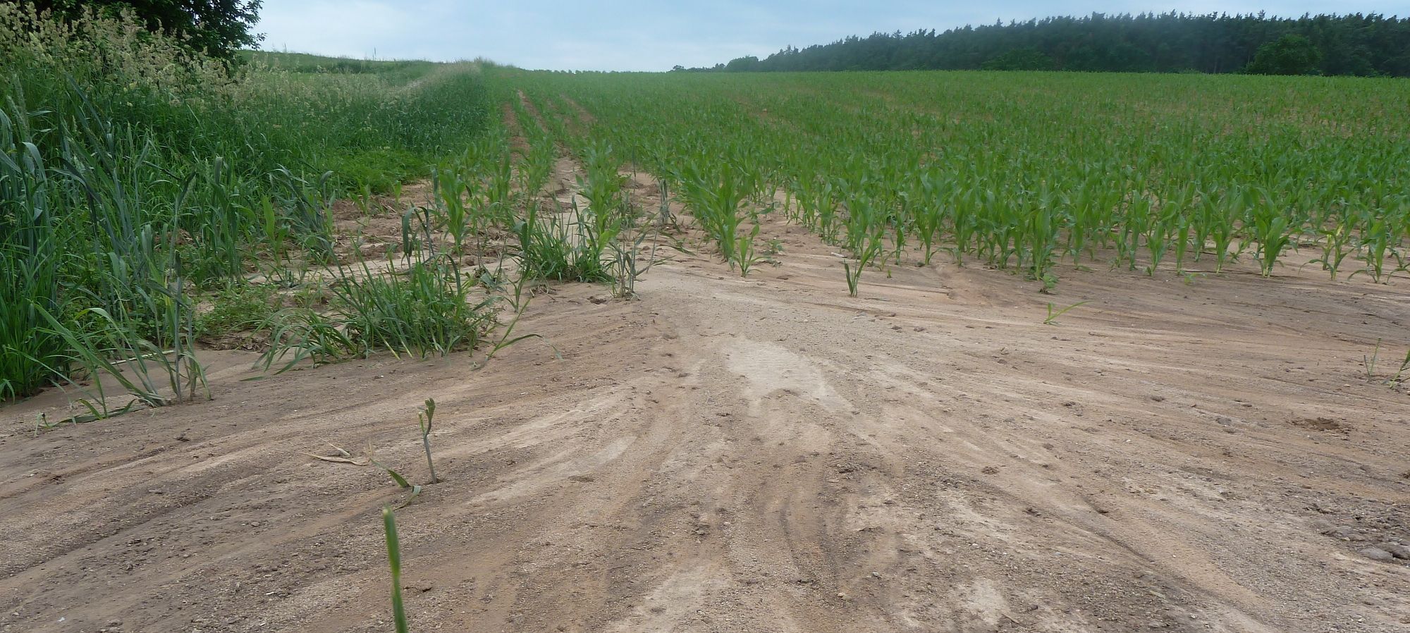 Aus einem Maisfeld herausgespülte Erde, Bodenerosion ist ein zunehmendes Problem in der Landwirtschaft (Foto: Horst Schwemmer)