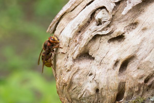 Eine einzelne Hornisse außen auf einem Hornissennest
