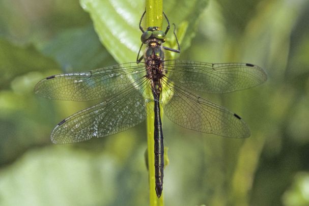 Eine männliche Glänzende Smaragdlibelle (Somatochlora metallica)