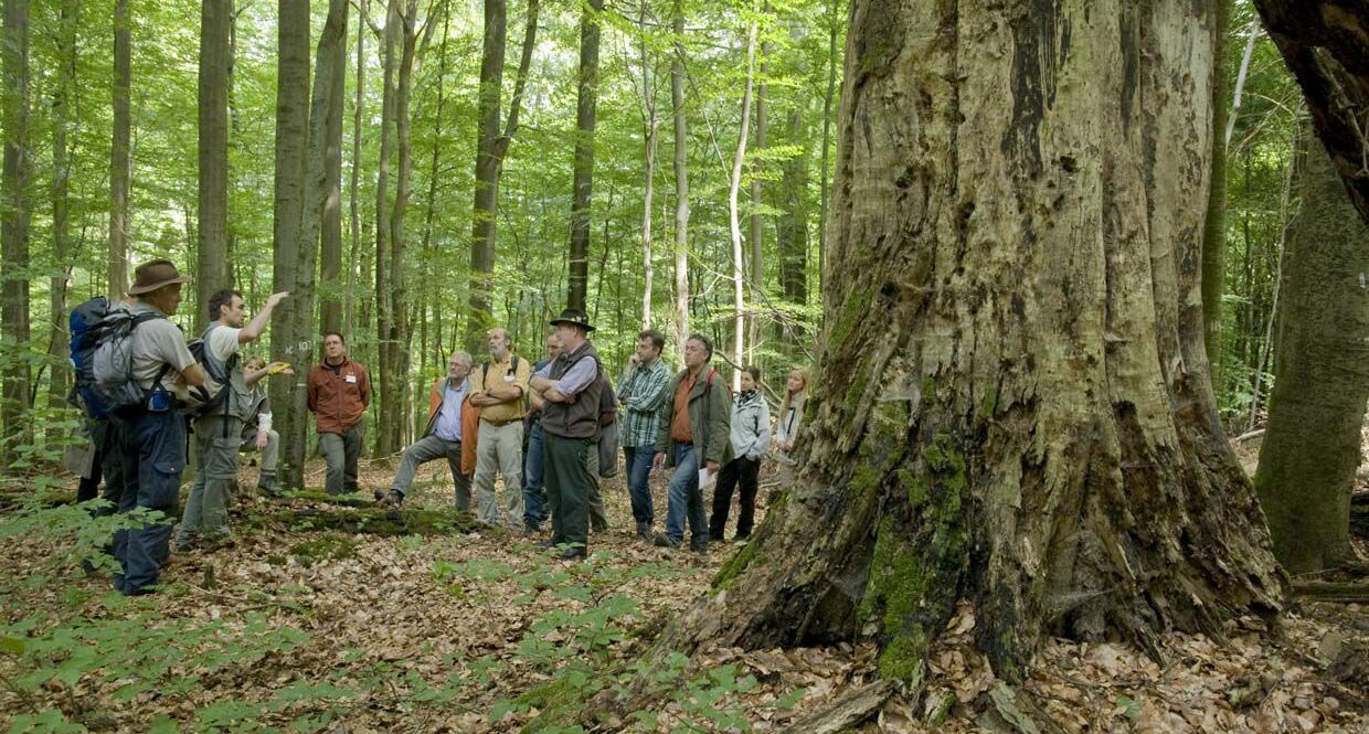 Besucher bestaunen einen alten Baumriesen im Steigerwald. In einem Nationalpark wären solche Bäume bestmöglich geschützt. (Foto: Thomas Stephan)
