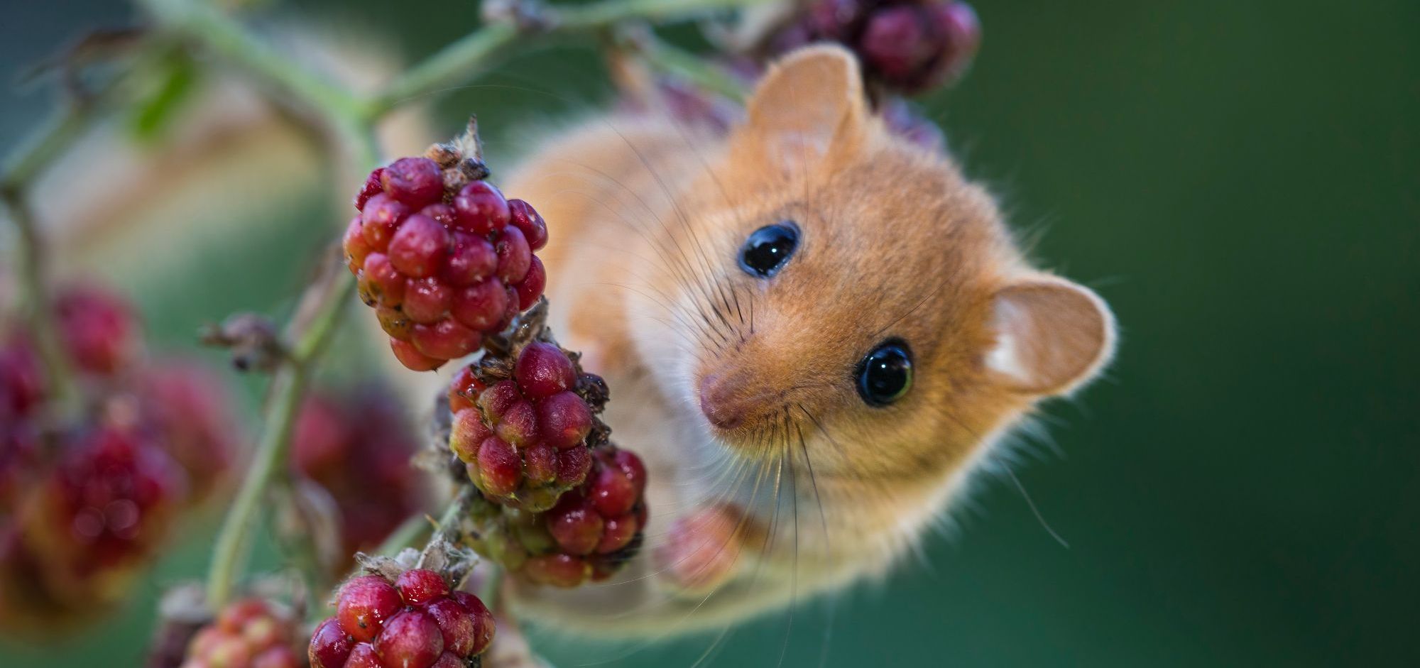 Eine rotbraune Haselmaus mit großen Knopfaugen sitzt auf einem Brombeerzweig mit Früchten. Tagsüber schläft die Haselmaus gerne in Baumhölen. (Foto: Fabrizio Moglia/stock.adobe.com)