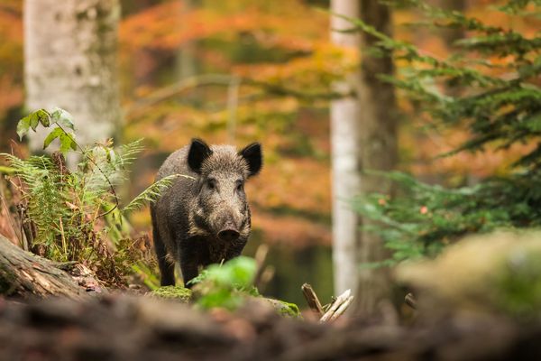 Wildfleisch kaufen: EIn WIldschein steht in einem herbstlich gefärbten Wald.