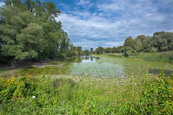 Ein mit Wasserpflanzen bewachsenes Gewässer, die Ufer sind bewaldet. (Foto: Wolfgang Willner)