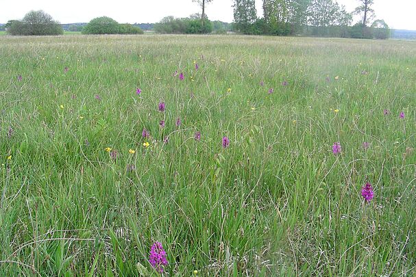 Eine hochstehende Wiese mit vielen pinkfarbenen Orchideen. Foto: Inge Steidl)