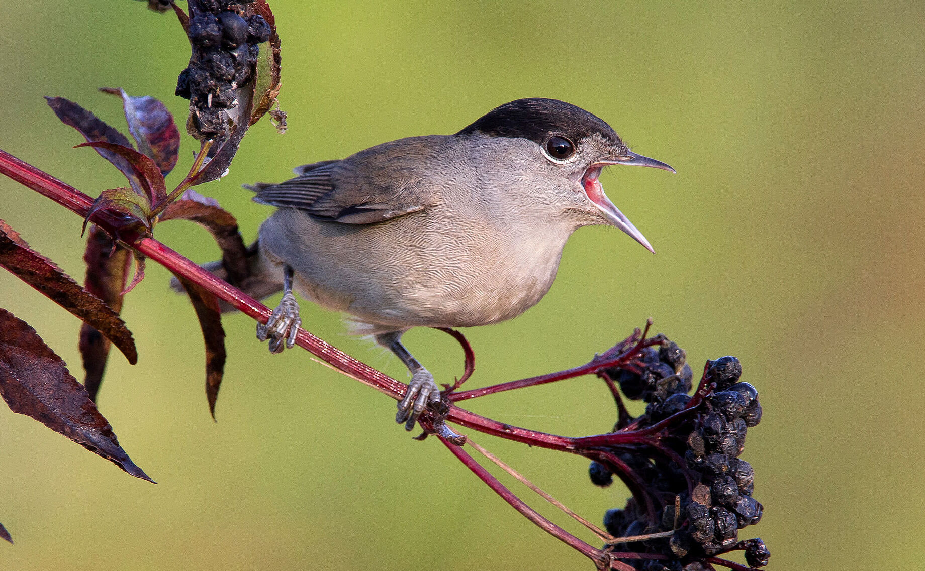 Eine Mönchsgrasmücke sitzt auf einem Hollunderzweig. Der typische Gesang beginnt mit einer leise schwätzenden Strophe und nimmt dann plötzlich an Lautstärke zu. (Foto: AGAMI/stock.adobe.com)