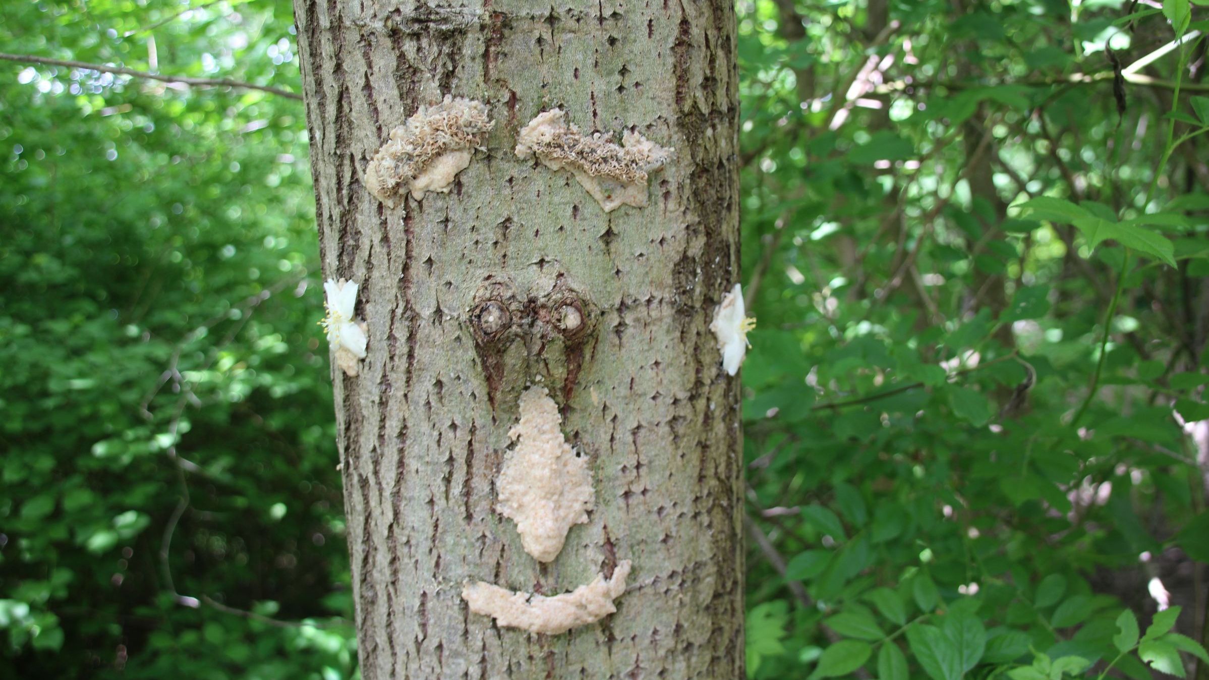 Auf einen Baum ist mit Lehm ein Gesicht gemalt (Bild: BN-Archiv)