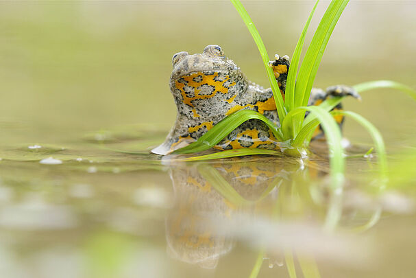 Eine Gelbbauchunke reckt sich aus dem Wasser, gut erkennbar die gelbe Bauchseite (Foto: Dirk - stock.adobe.com)