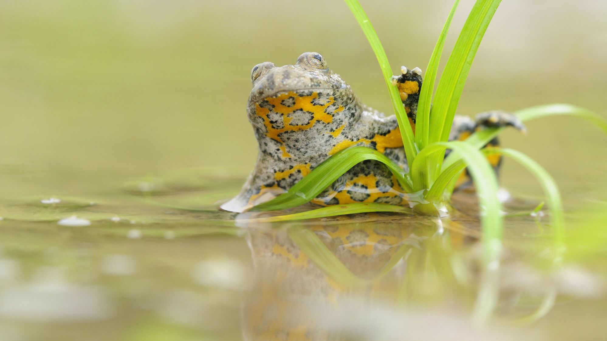 Eine Gelbbauchunke reckt sich aus dem Wasser, gut erkennbar die gelbe Bauchseite (Foto: Dirk - stock.adobe.com)