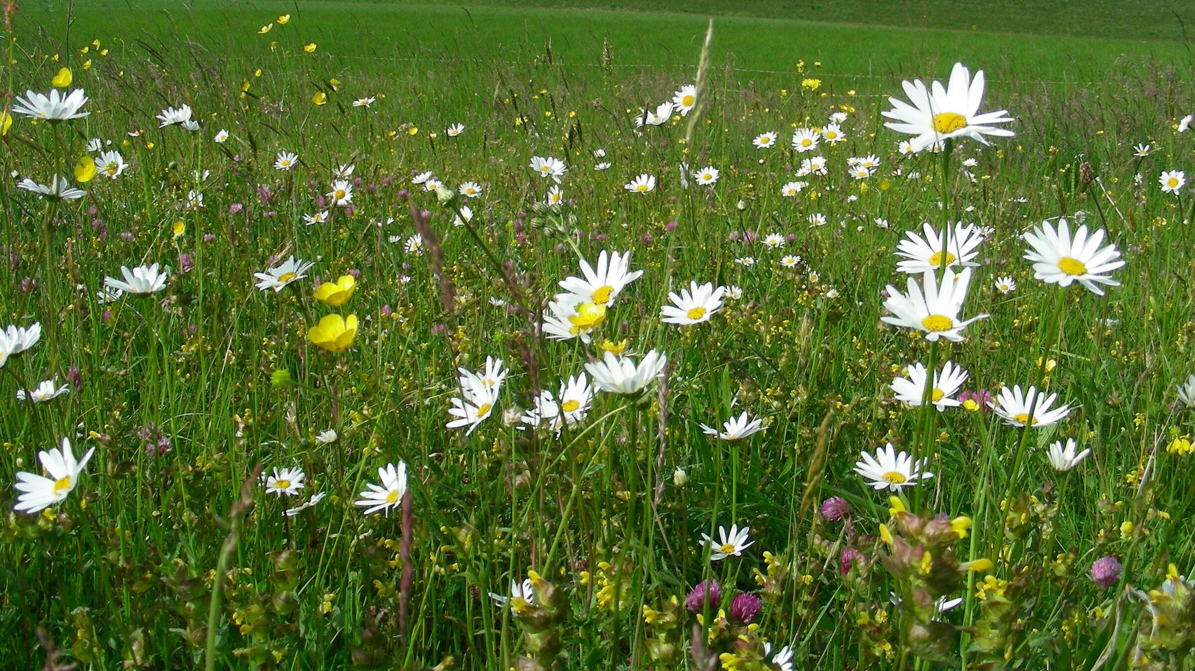 Wiesen und Weiden in Bayern – hier artenreiches Grünland mit Margeriten im Odenwald (Foto: Inge Steidl)