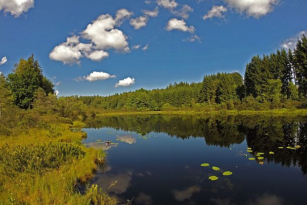Ein kleiner See mit Blättern von Seerosen auf der Oberfläche und einem bewaldeten Ufer (Foto: Wolfgang Willner)