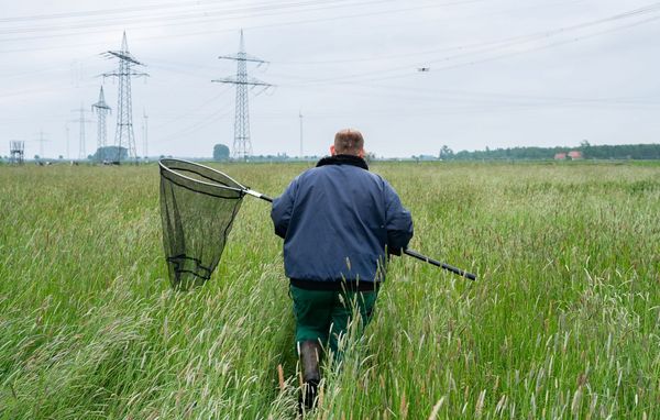 Igel können sehr unauffällig sein. Daher sollte jede Fläche vor der Mahd gründlich kontolliert werden. (Foto: Countrypixel / stock.adobe.com)