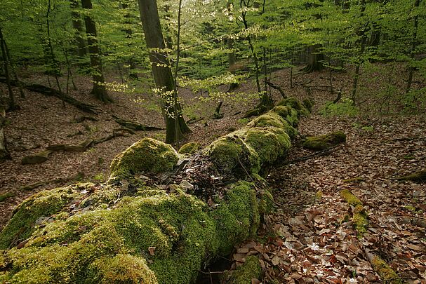 Ein liegender, dick mit Moos bewachsener Baumstamm (Foto: Wolfgang Willner)