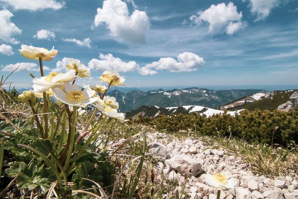 Natura 2000: Ein weiß-gelbe Blume auf dem Gipfel des oberbayerischen Geigelsteins. Im Hintergrund ein Bergpanorama (Foto: Sonja Kreil)