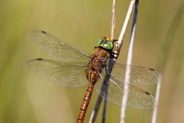 Eine männliche Keilfleck-Mosaikjungfer (Aeshna isoceles)