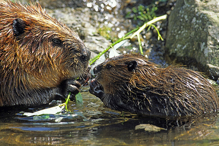 Eine Bibermutter und ihr Junges beim Fressen. Biberjunge bleiben bis zu zwei Jahren bei den Eltern. (Foto: Wolfgang Willner)