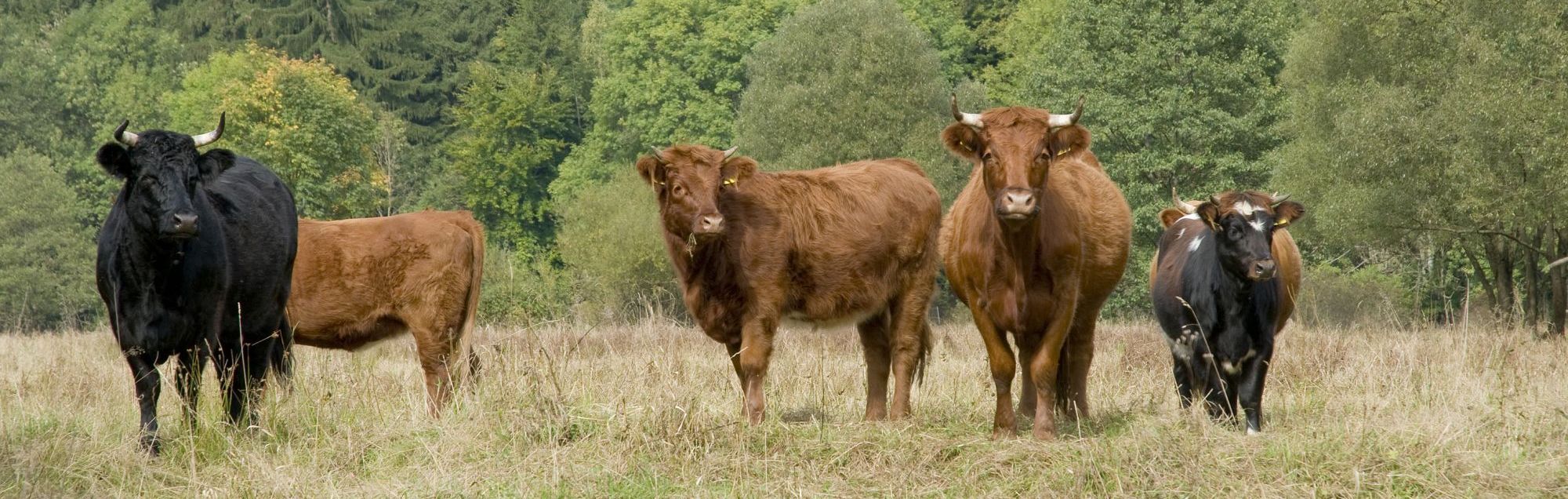 Schwarze und braune Rinder auf einer ungemähten Wiese im Frankenwald, im Hintergrund sieht man Wald (Foto: Thomas Stephan)