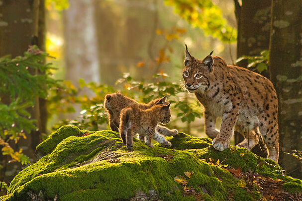 Ein Luchs mit zwei Jungtieren steht auf einem bemoosten Felsen. (Foto: Hans/stock.adobe.com)