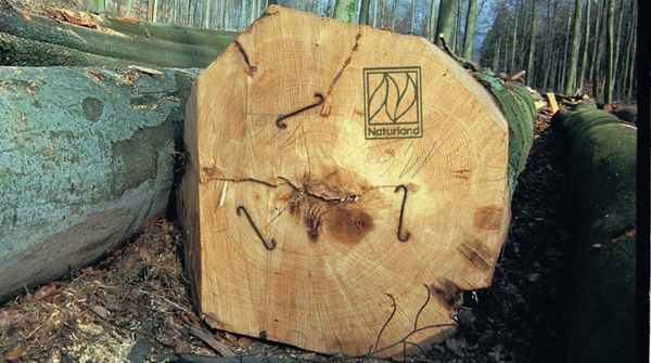 Gütesiegel für Holz: Ein gefällter Buchenstamm trägt das Naturland-Logo.