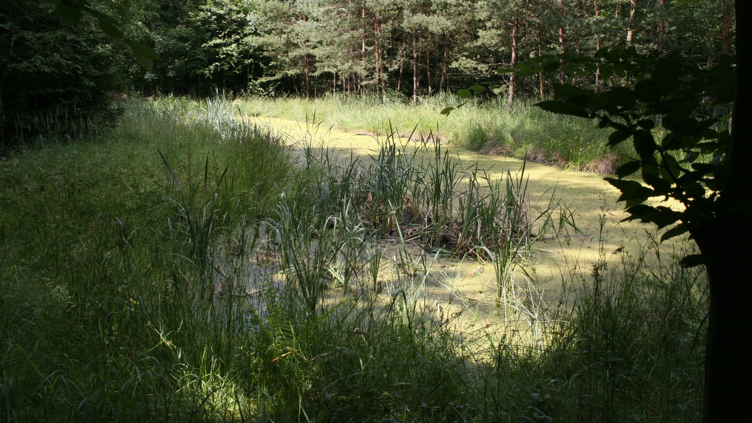 Dieser strukturreiche Tümpel mit Flach- und tieferen Wasserzonen, dichter und weniger dichter Vegetation ist ein möglicher Lebensraum für den Kammmolch.