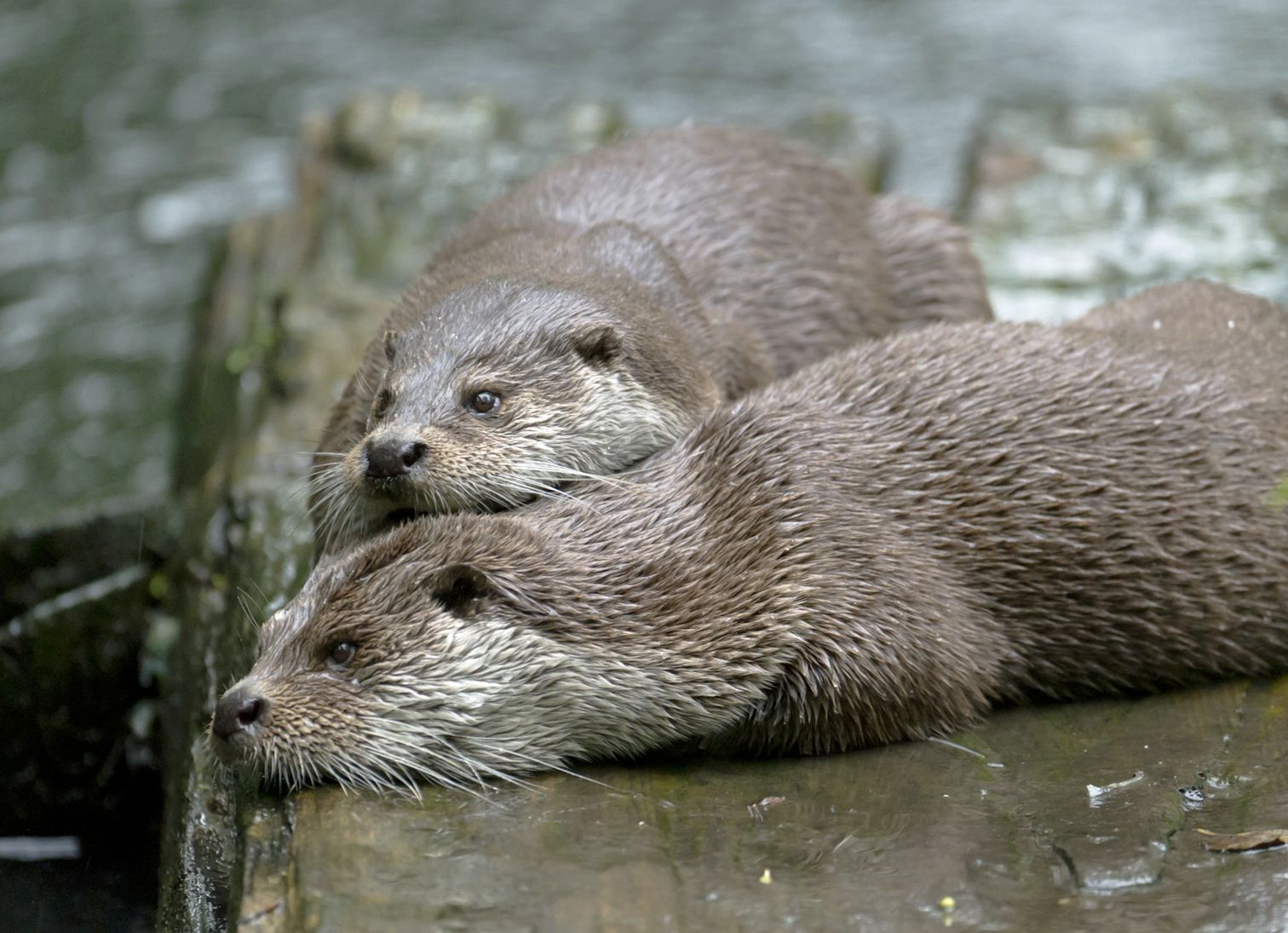 Zwei Fischotter liegen eng beieinander im flachen Wasser. Pflanzen und Tiere fühlen sich am Grünen Band wohl. (Foto: Ralph Frank)