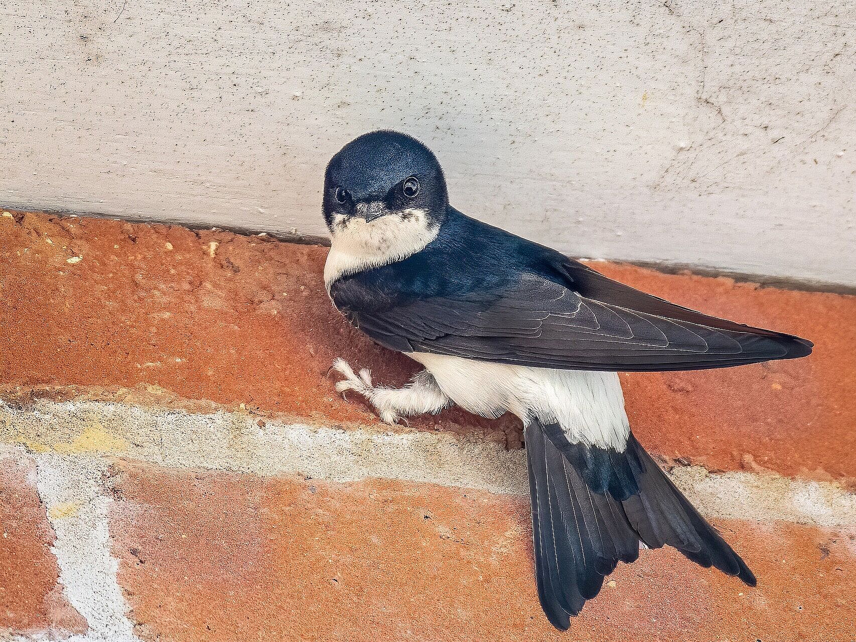 Mehlschwalbe (Foto: Pixabay)