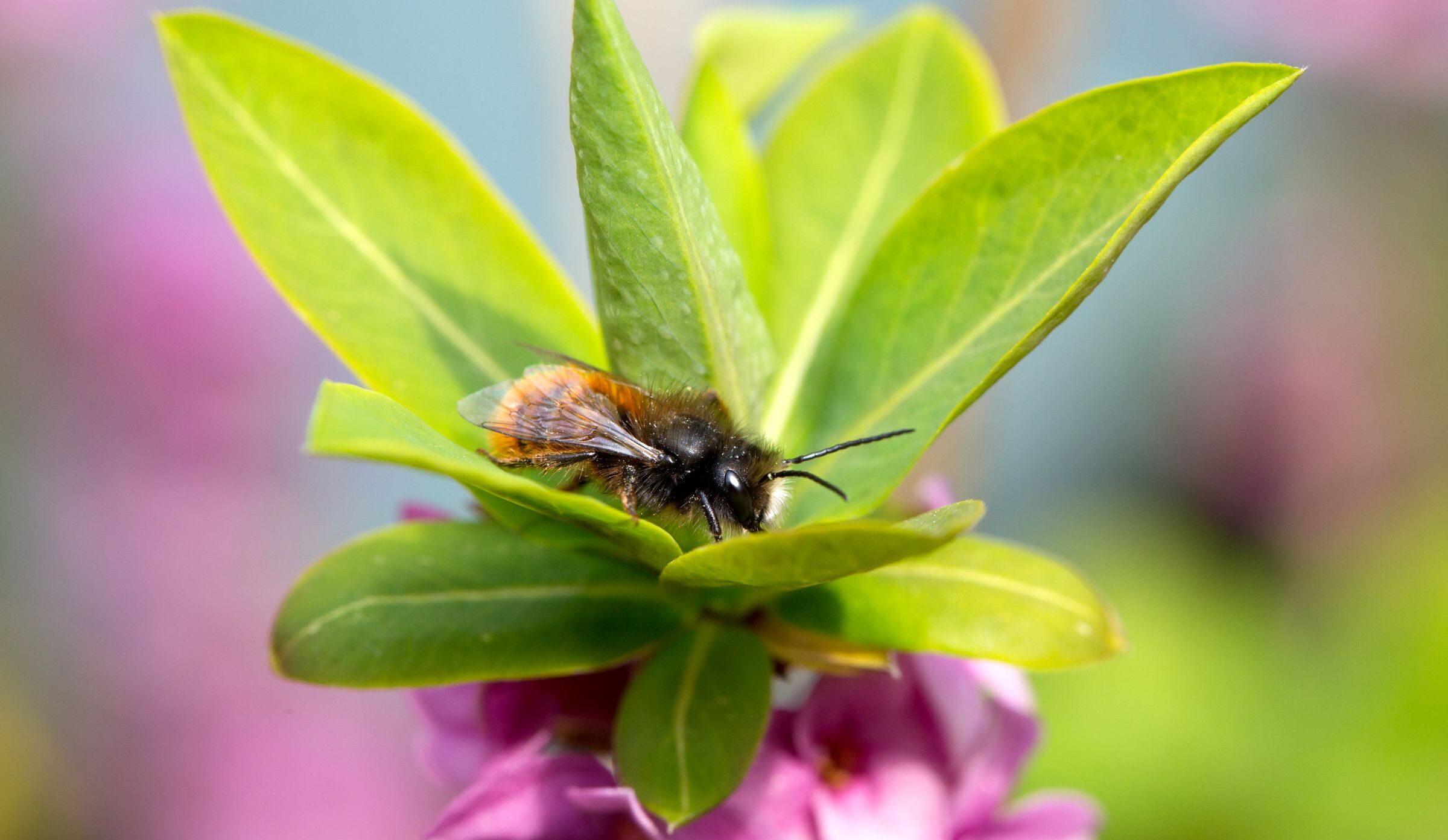Eine Wildbiene sitzt auf Blättern. Das Volksbegehren "Rettet die Bienen" war das erfolgreichste der bayerischen Geschichte. (Foto: GettyImages) 