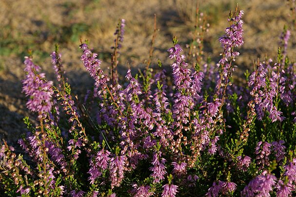 Nahaufnahme von einem lila blühenden Heidekraut (Foto: Archiv Sandachse)