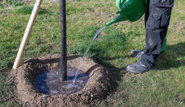 Jemand gießt Wasser aus einer grünen Gießkanne in die von einem Gießring umgebene Erde, aus der der stamm eines jungen Baumes wächst.