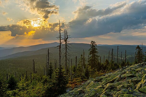 Blick vom Lusen zum Rachel über eine Geröllschutthalde und einige Baumskelette auf weite, dicht bewaldete Hügel.