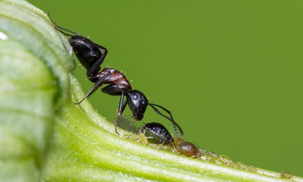 Nützlinge im Garten: Ameise mit Blattlaus auf einem Zweig. (Foto: Mircea Costina/stock.adobe.com) 