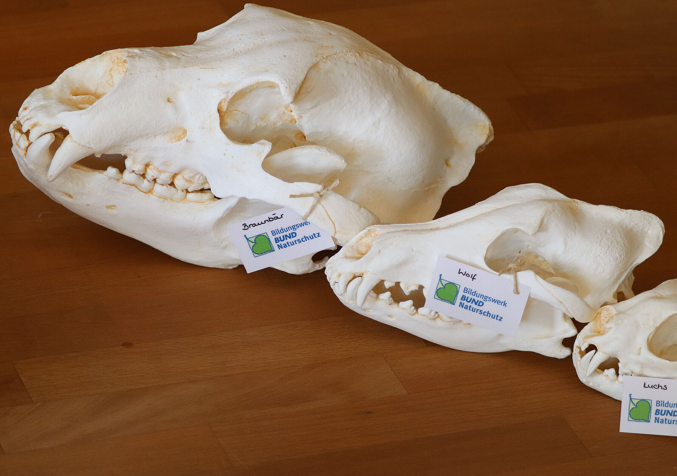 Schädel-Replikate (Foto: Sonja Kreil)