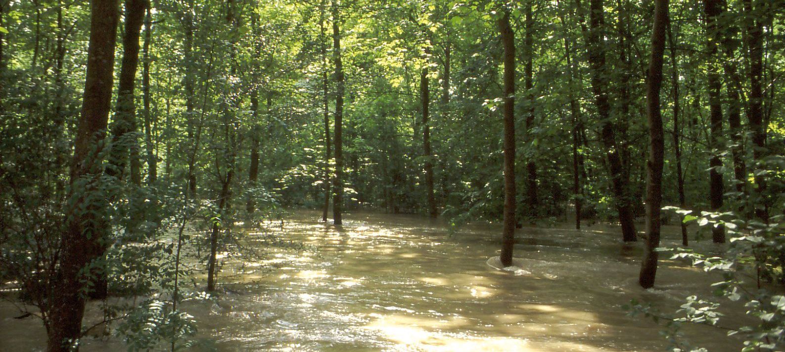 Ökosystem Fluss – hier Hochwasser in einer Hartholzaue