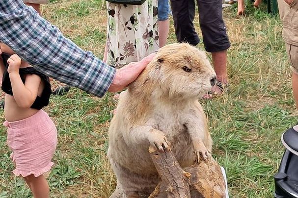 Naturerlebnistag Rottenburg Biber