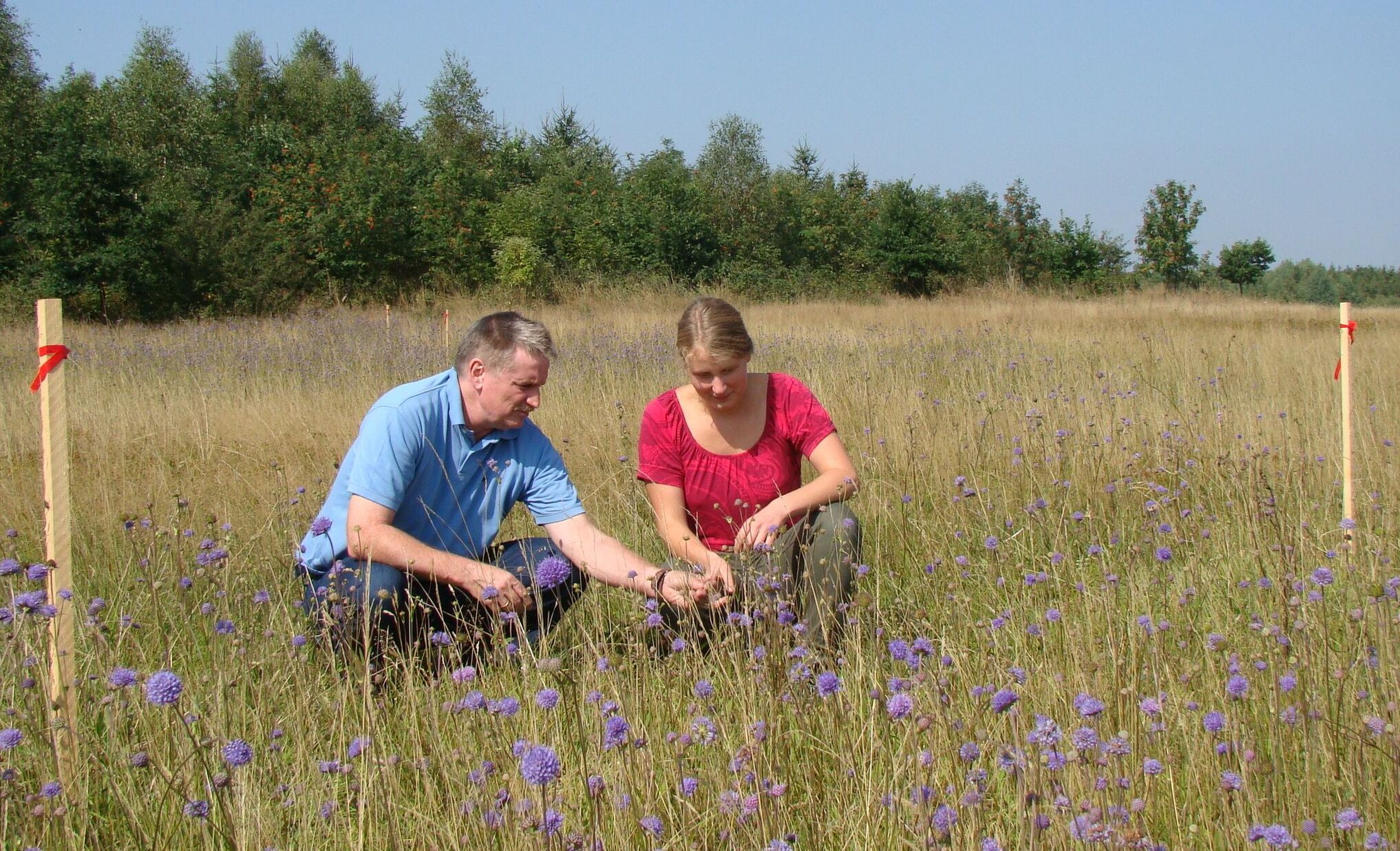 Die Leiterd des Projekts Goldener Scheckenfalter Wolfgang Degelmann und Nora Sichardt begutachten Futterpflanzen auf einer Wiese.