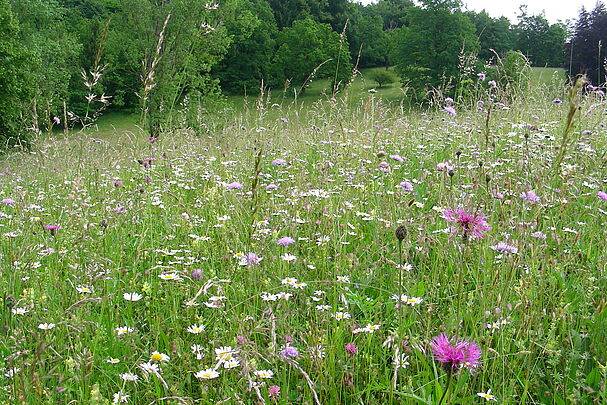 Artenreiches Grünland mit bunten Wildblumen und Wildkräutern (Foto: Inge Steidl