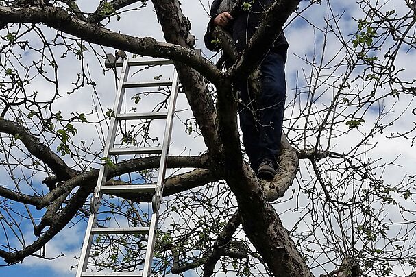 Hermann Merten schneidet einen Obstbaum