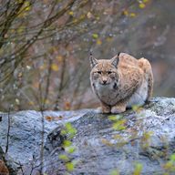Ein kauernder Luchs auf einem Felsen. Alle wissenschaftlichen Beobachtungen legen nahe, dass deutlich mehr Luchse illegal getötet werden, als Funde vermuten lassen. (Foto: Heinz Ehrsam)