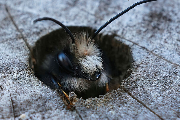 Eine Wildbiene mit einem pelzigen Kopf und langen Fühlern schaut aus einem Loch im Holz einer Nisthilfe. (Foto: Henk/stock.adobe.com)