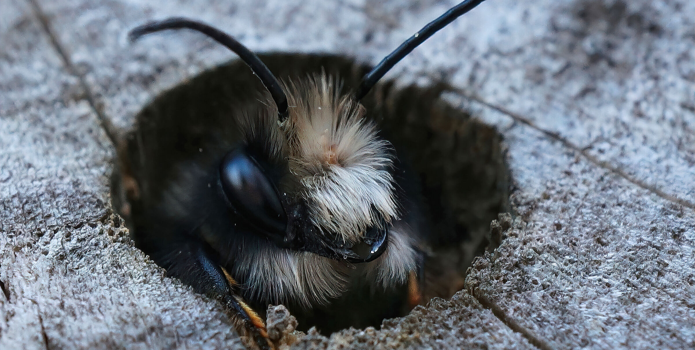 Eine Wildbiene mit einem pelzigen Kopf und langen Fühlern schaut aus einem Loch im Holz einer Nisthilfe. Wenn wir einen besseren Bienenschutz betreiben wollen, müssen wir vor allem die in der Landwirtschaft massenhaft eingesetzten Ackergifte drastisch reduzieren. (Foto: Henk/stock.adobe.com)