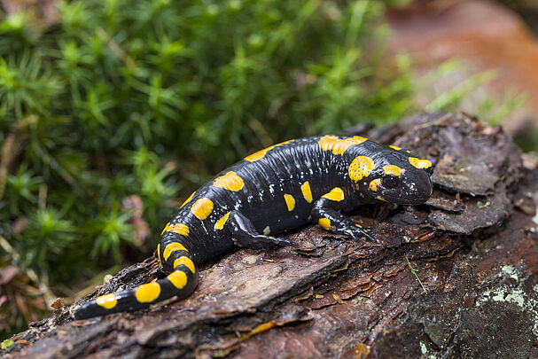 Feuersalamander (Foto: Marcus Bosch)