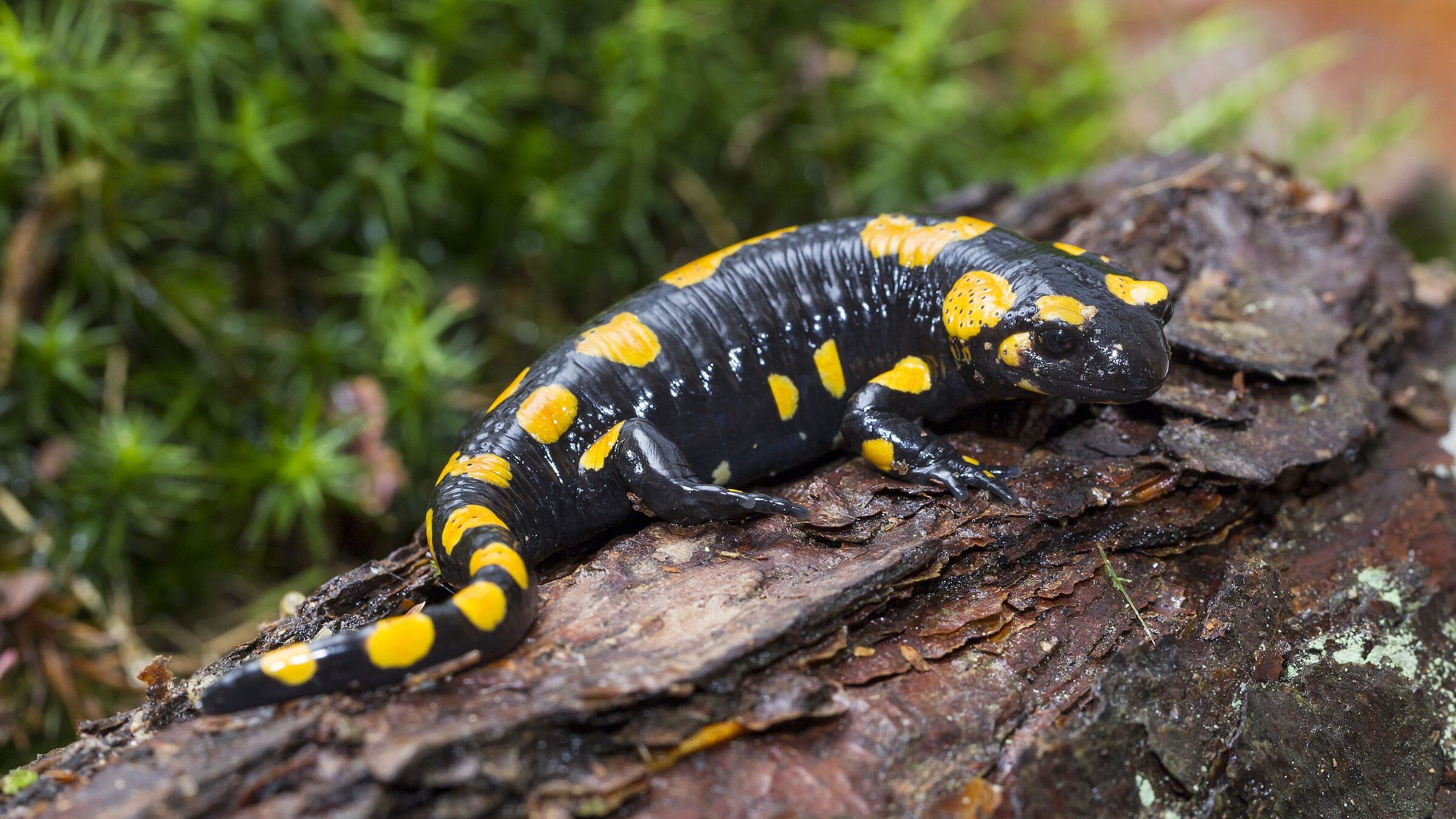 Feuersalamander (Foto: Marcus Bosch)