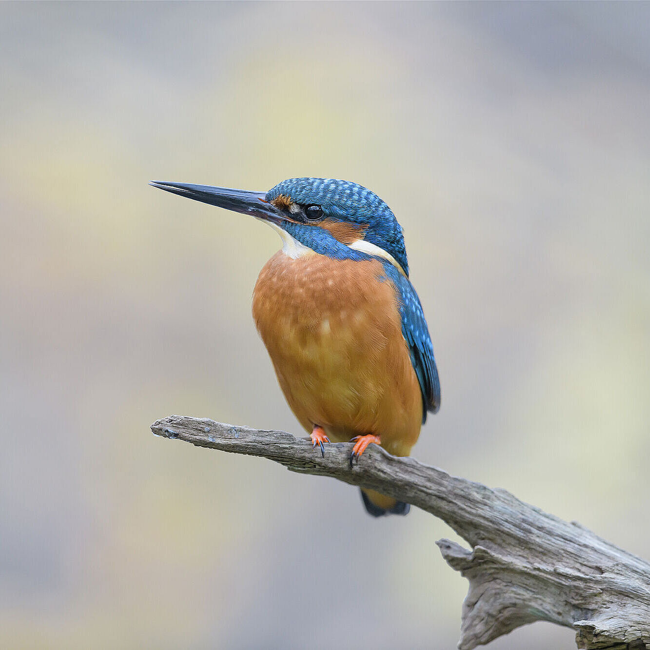 Ein Eisvogel auf einem Ansitz aus Totholz.