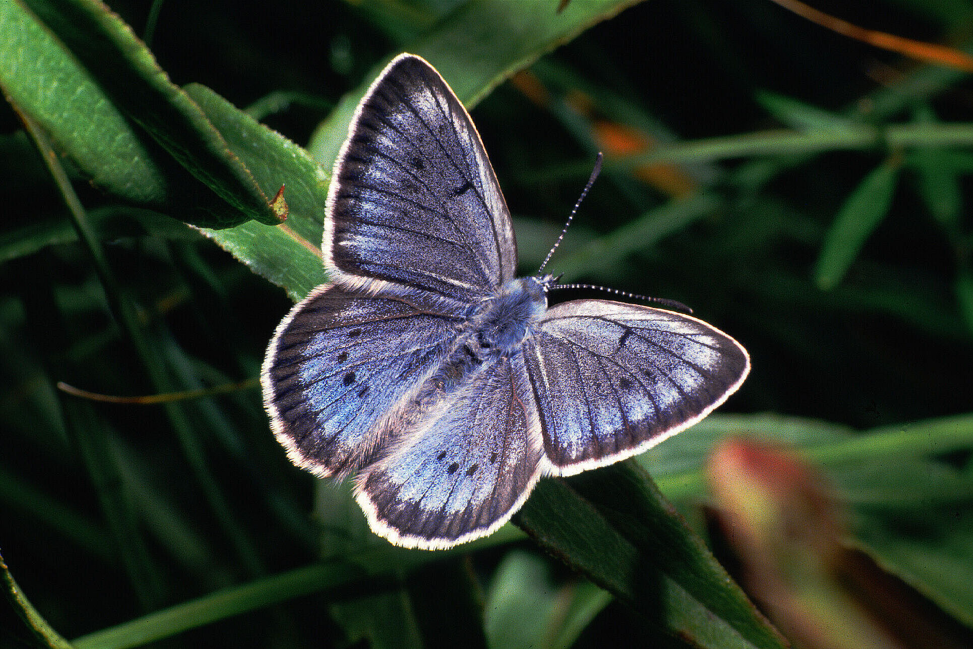 Heller Wiesenknopf-Ameisenbläuling (Foto: Wolfgang Willner)