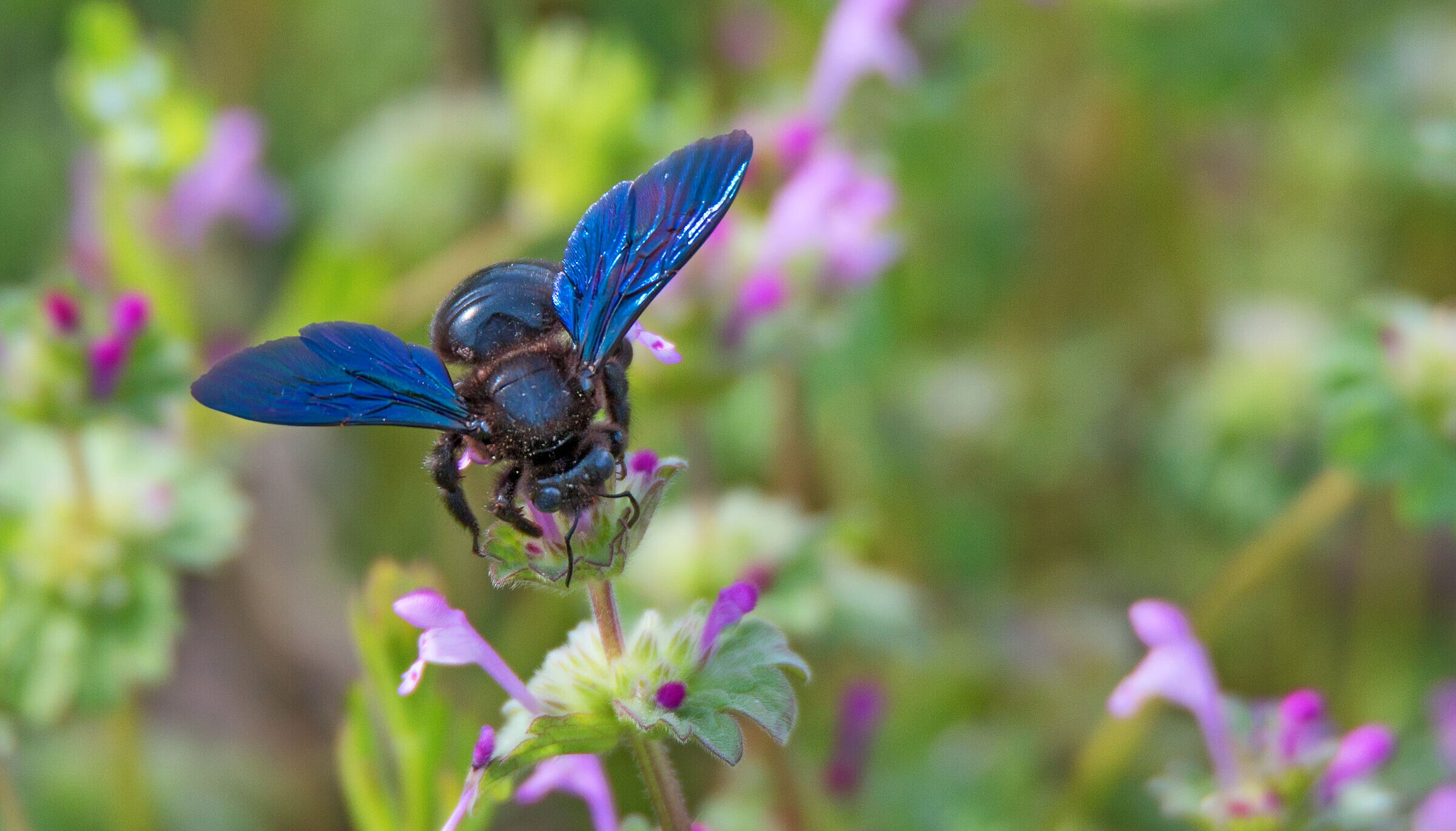 Eine blauschwarze Biene mit blauen Flügeln sitzt auf eine pinkfarbenen Blume. In Bayern gibt es 520 verschiedene Wildbienenarten. (Foto: Yakov/adobe.stock.de) 