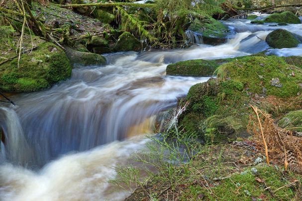 Die Wartaweiler Gespräche decken eine Vielzahl von Gesellschafts- und Umweltthemen ab. Im Mittelpunkt 2025: Lebendige Bäche in Bayern, wie hier im Bild ein plätschernder Bach im Wald (Foto: Wolfgang Schödel)