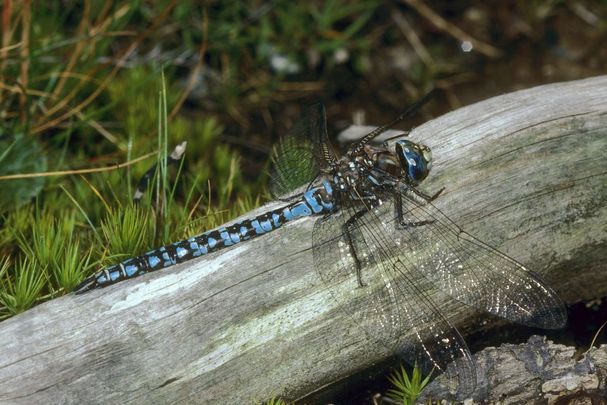 Männchen der Alpen-Mosaikjungfer (Foto: Heiko Bellmann)