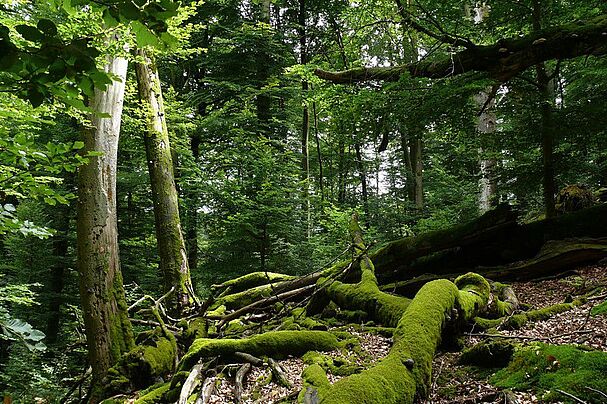 Naturwald im Spessart, Foto R. Radl