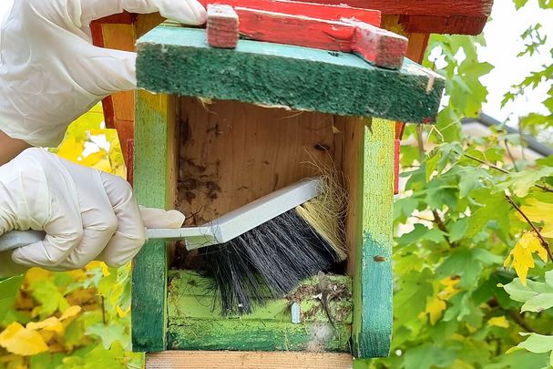 Frau mit Handschuhen bürstet einen Vogelnistkasten aus.