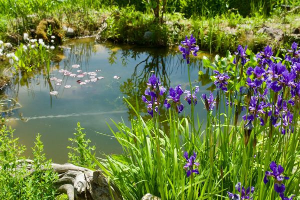 Ein Naturteich im Garten mit blauen Sibirischen Schwertlilien am Tecihrand und Seerosenblättern auf dem Wasser