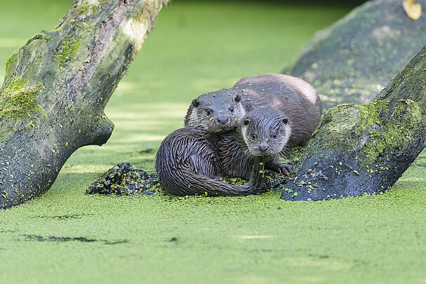 Zwei Fischotter auf einem Stamm in einem Gewässer mit viel Wasserlinsen. (Foto: Christoph Bosch)